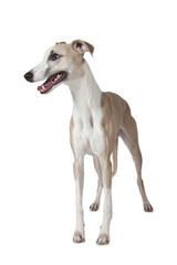 The Whippet dog isolated on white