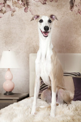 Purebred Whippet dog sitting on the bed