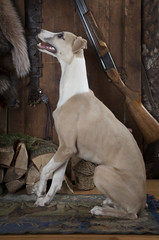 Purebred Whippet hunting dog indoors