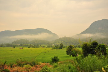 Fototapeta na wymiar Rice Paddy Fields in Green Season