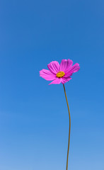 pink cosmos flower blooming on blue sky background 