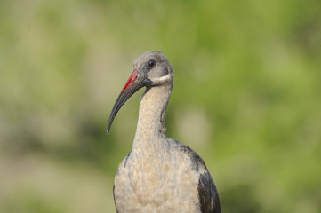 Hadeda Ibis (Bostrychia hagedash) . kwazulu Natal, South Africa 