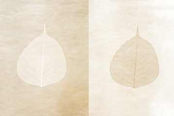 close up of leaves on textured paper background -isolated silhou