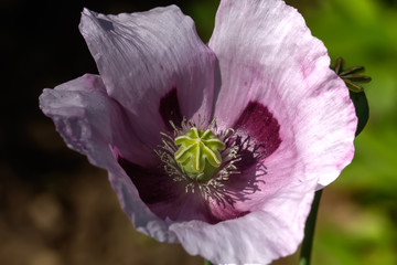 Naklejka premium The wild poppy blossoming on the summer field. 
