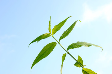 Green leaf, tiny green leaf with blue sky background
