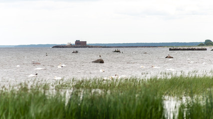 Birds on the rocks in the sea