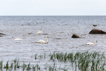 Birds on the rocks in the sea