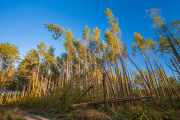 Fallen Trees In Coniferous Forest After Strong Hurricane Wind