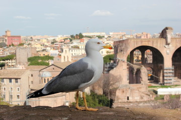 Eine Möwe vor der Basilica des Maxentius im Forum Romanum (Rom)
