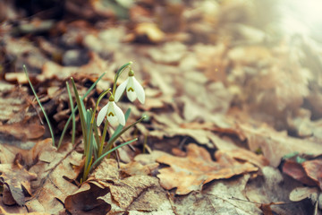 snowdrop in spring