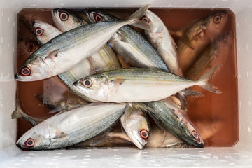 Fresh sea fish in White Foam box