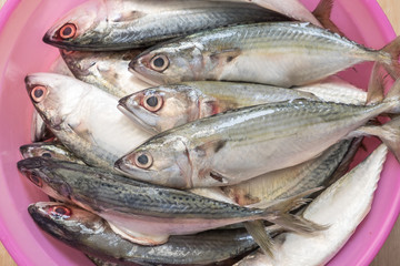 Fresh sea fish in pink bowl