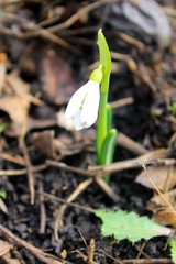 White snowdrop 