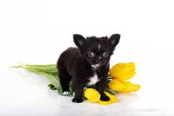Chihuahua hairy cute puppy with yellow tulips 