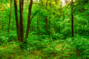 Fototapeta na wymiar Summer Green Deciduous Forest Trees. Beautiful Nature