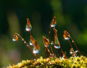 Closeup moss with Sun beams in forest