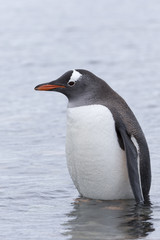 Gentoo Penguin at Paradise Harbour, Antarctica. 