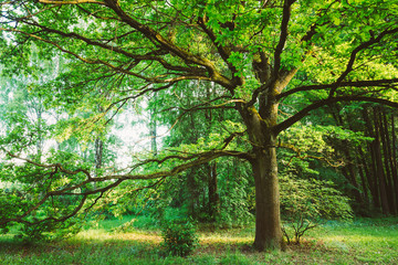 Fototapeta na wymiar Canopy Of Tall Oak Tree. Sunny Deciduous Forest