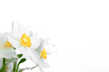 Fototapeta na wymiar Spring floral border, beautiful fresh narcissus flowers