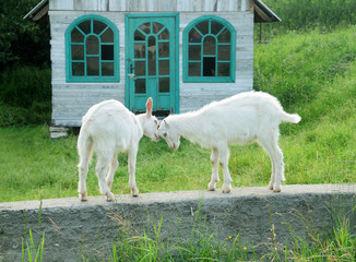 Goat battle