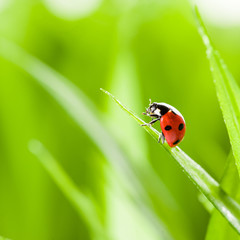 red ladybug on green grass