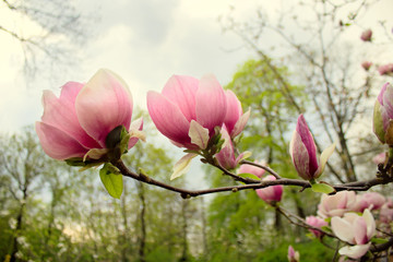 Abloom flower of magnolia tree in springtime