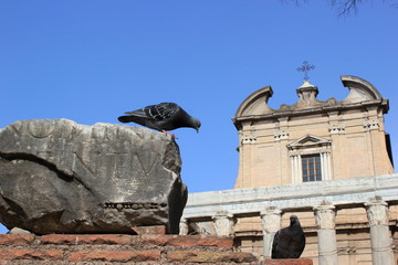 Fototapeta premium Forum Romanum: Taube vor dem Tempel des Antonius und der Faustina (Rom)