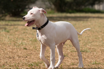 Puppy Dogo Argentino dog portrait.
