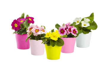 Primeln in bunten Töpfen