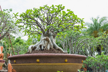 Impala lily Adenium (Adenium obesum) as bonsai tree