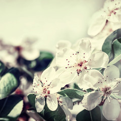 Apple blossoms 