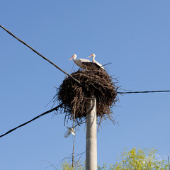 Fototapeta premium The White Storks (Ciconia ciconia) on the nest