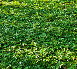 Green forest floral floor