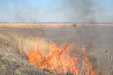 Burning dry grass and reeds