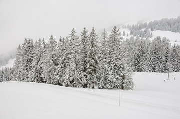 Grindelwald, Bergdorf, Dorf, Bussalp, First, Schlittelweg, Wintersport, Winterwanderweg, Winterferien, Winter, Tannenwald, Neuschnee, Alpen, Berner Oberland, Schweiz