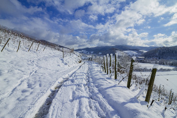 Obraz premium Reben Winter