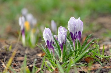 Wild crocus (Crocus tommasinianus) blooming