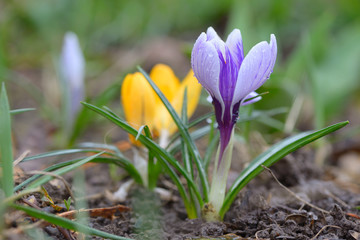 Wild crocus (Crocus tommasinianus) blooming