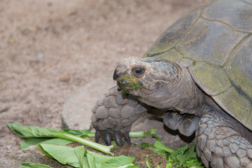 Giant Galapagos land turtle, eating in El Chato Tortoise