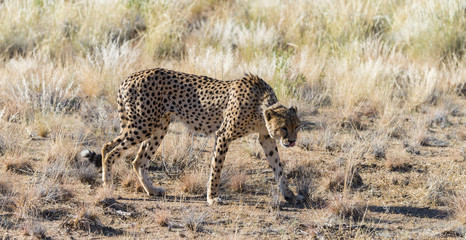 Cheetah in the Etosha National Park