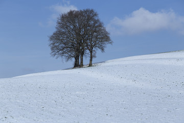 Fototapeta na wymiar Blue sky and tree on a top of a hill