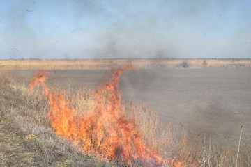 Burning dry grass and reeds