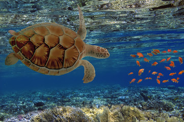 Hawksbill Turtle - Eretmochelys imbricata floats under water. Ma
