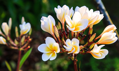 Beautiful plumeria flower