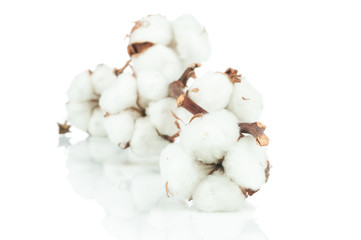 Cotton twig on white background
