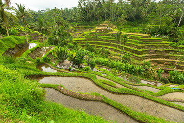 Green rice terraces in Ubud, Bali island, Indonesia.