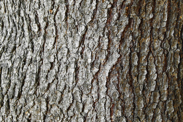 Background texture of tree bark. Skin the bark of a tree that traces cracking.