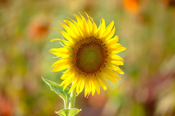 Bright sunflower