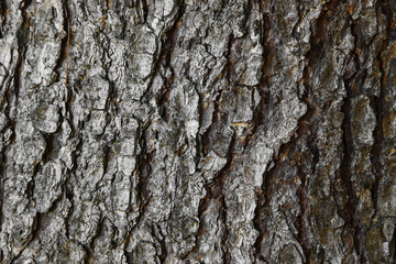 Background texture of tree bark. Skin the bark of a tree that traces cracking.