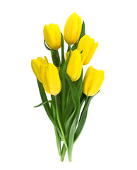 Bouquet of yellow tulips isolated on white background with clipp